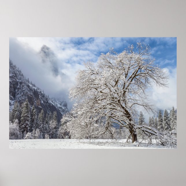 Snowy Oak Poster (Front)