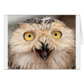 Snowy Owl (Front Horizontal)