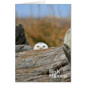Snowy Owl (Front)