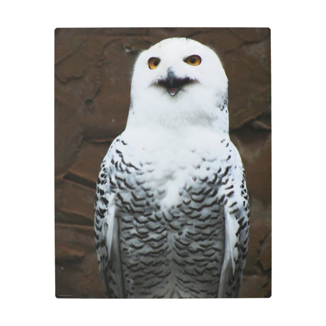 Snowy Owl 16x20 (40x50cm) wamecna Metal Print (Front)