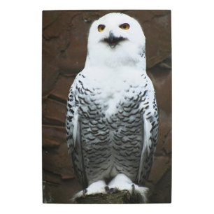 Snowy Owl 20x30 (50x75cm) wamecna Metal Print