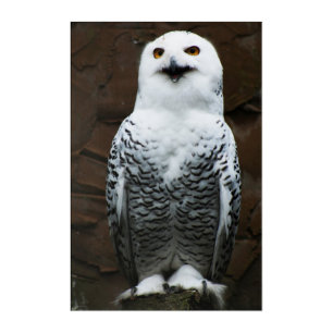 Snowy Owl 24x36 (60x90cm) waacna Acrylic Print
