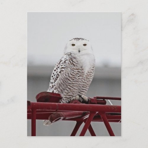 Snowy Owl 9470 Postcard