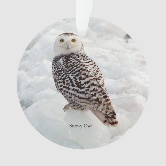 Snowy Owl acrylic ornament (Front)