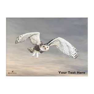 Snowy Owl Acrylic Print