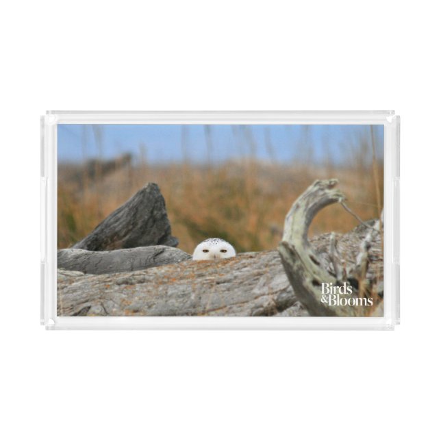 Snowy Owl Acrylic Tray (Front)