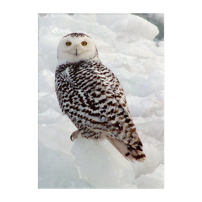 Snowy Owl acrylic wall art (Front)