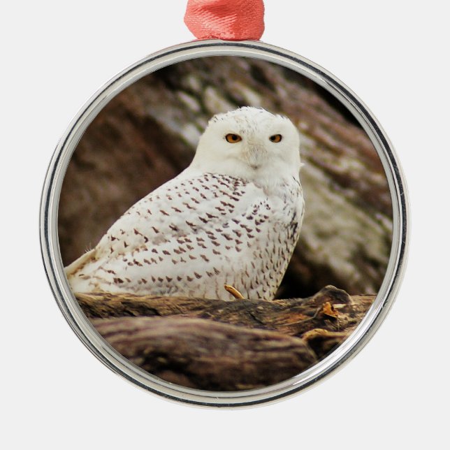 Snowy Owl at Christmas Metal Ornament (Front)