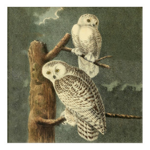 Snowy Owl Audubon Bird Artwork Acrylic Print