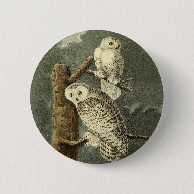 Snowy Owl Audubon Bird Artwork Button (Front)