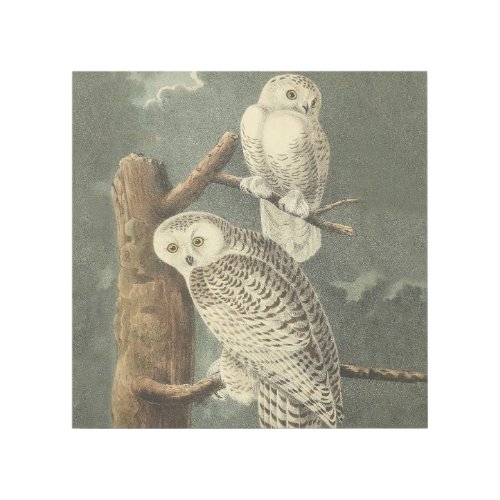 Snowy Owl Audubon Bird Artwork Gallery Wrap