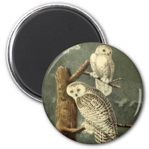 Snowy Owl Audubon Bird Artwork Magnet