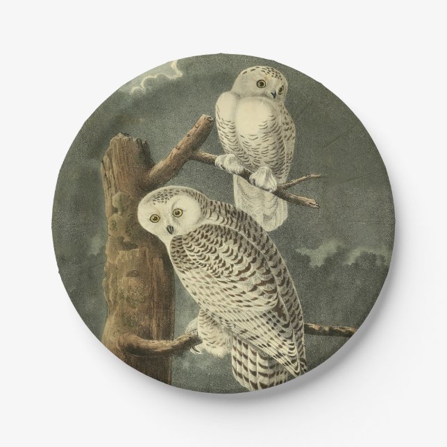 Snowy Owl Audubon Bird Artwork Paper Plates (Front)
