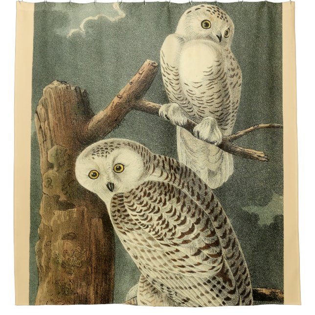 Snowy Owl Audubon Bird Artwork Shower Curtain (Front)