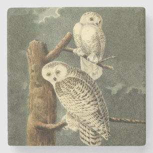 Snowy Owl Audubon Bird Artwork Stone Coaster