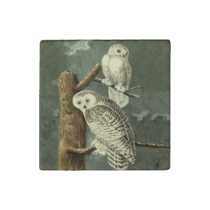 Snowy Owl Audubon Bird Artwork Stone Magnet
