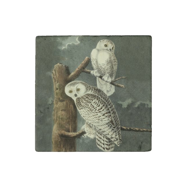 Snowy Owl Audubon Bird Artwork Stone Magnet (Fourth Magnet)