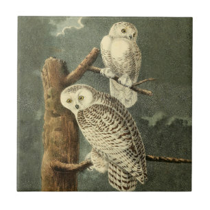 Snowy Owl Audubon Bird Artwork Tile