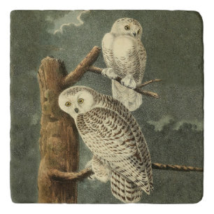 Snowy Owl Audubon Bird Artwork Trivet
