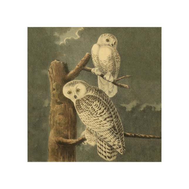 Snowy Owl Audubon Bird Artwork Wood Wall Decor (Front)