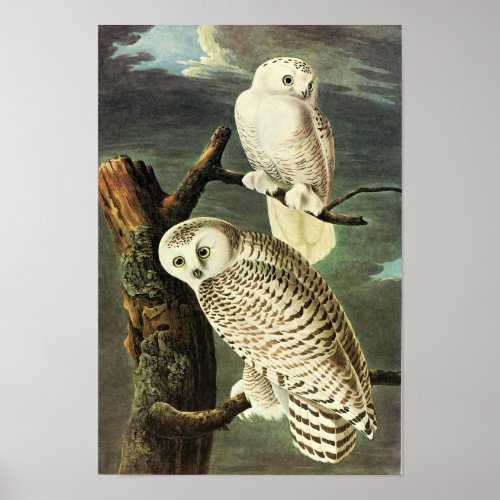 Snowy Owl Audubon Birds of America Fine Art Poster