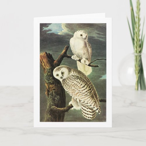 Snowy Owl _ Audubon Fine Vintage Birds America Card