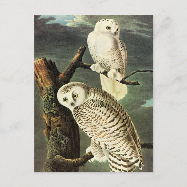 Snowy Owl - Audubon Fine Vintage Birds America Postcard (Front)