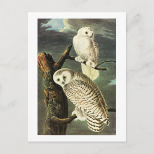 Snowy Owl - Audubon Fine Vintage Birds America Postcard