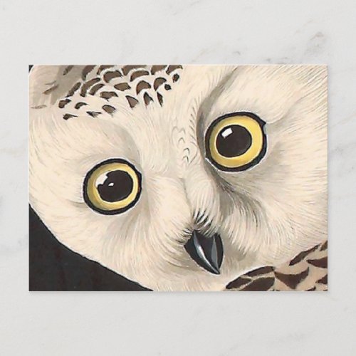 Snowy Owl _ Audubon Fine Vintage Birds America Postcard