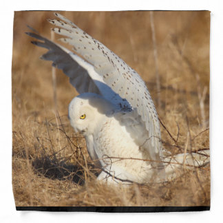 Snowy Owl Bandana