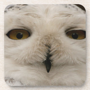 Snowy Owl Beverage Coaster