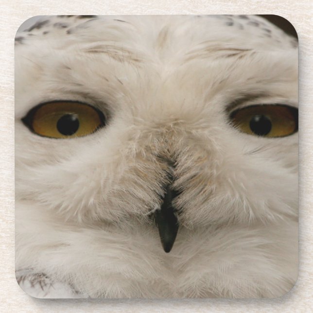 Snowy Owl Beverage Coaster (Front)