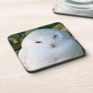 Snowy Owl Beverage Coaster