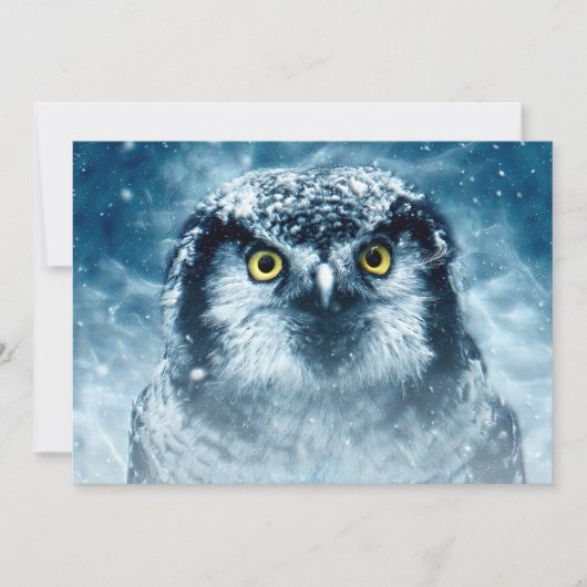 Snowy Owl Big Eyes (Front)