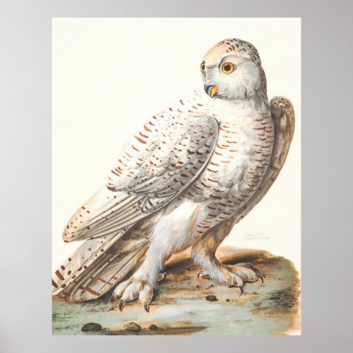 Snowy Owl bird of prey nature painting Poster