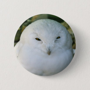 Snowy Owl Button