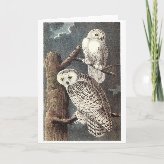 Snowy Owl by Audubon Card (Front)