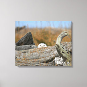 Snowy Owl Canvas Print