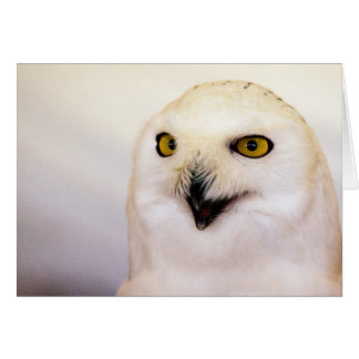 snowy owl cards