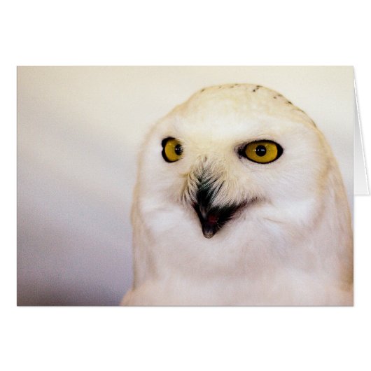 snowy owl cards (Front Horizontal)