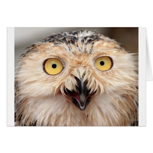 Snowy Owl Cards (Front Horizontal)