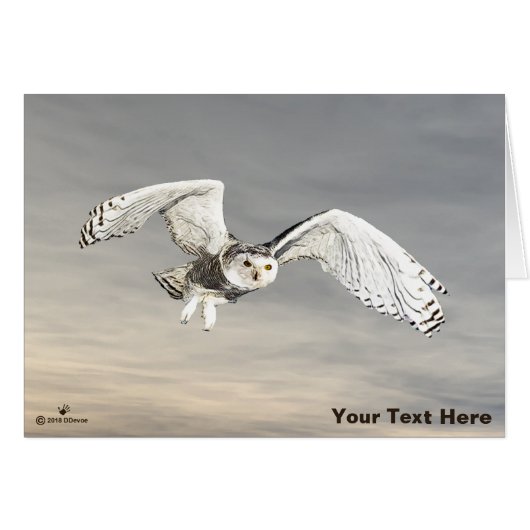 Snowy Owl Cards (Front Horizontal)
