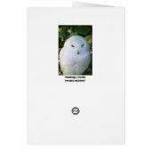 Snowy Owl Cards (Back)