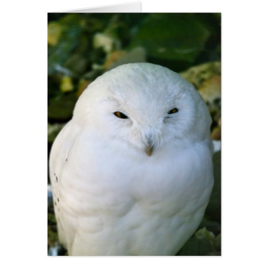 Snowy Owl Cards (Front)