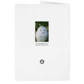 Snowy Owl Cards (Back)