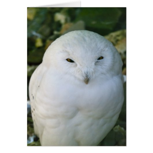 Snowy Owl Cards (Front)