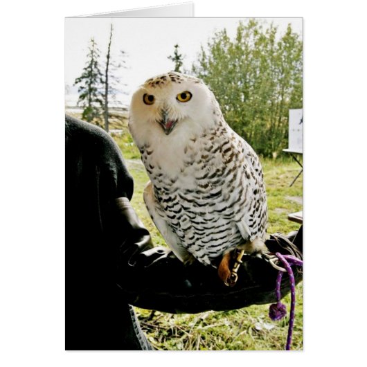 Snowy Owl Cards (Front)