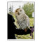 Snowy Owl