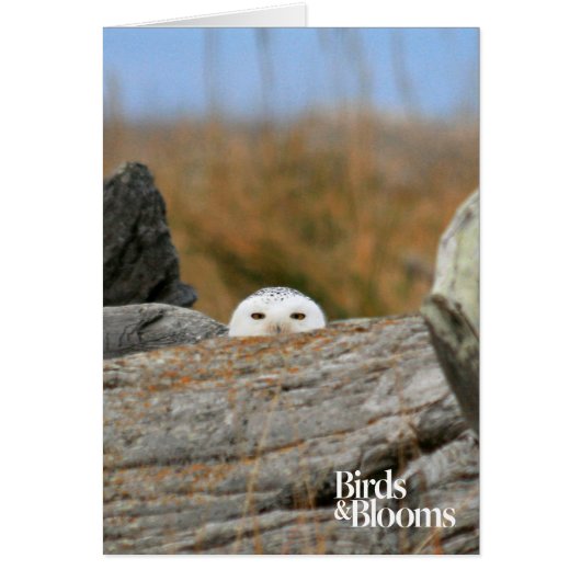 Snowy Owl Cards (Front)