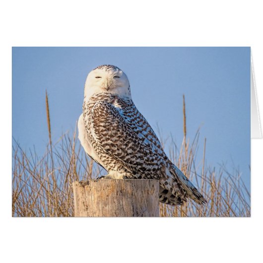 Snowy Owl Cards (Front Horizontal)
